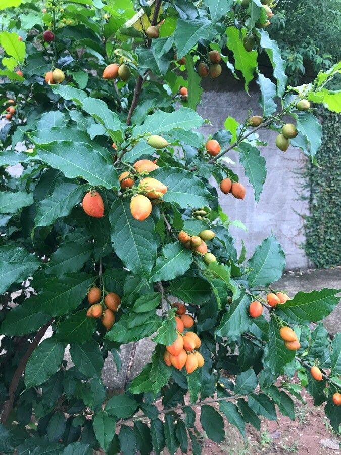 Bunchosia argentea fruit