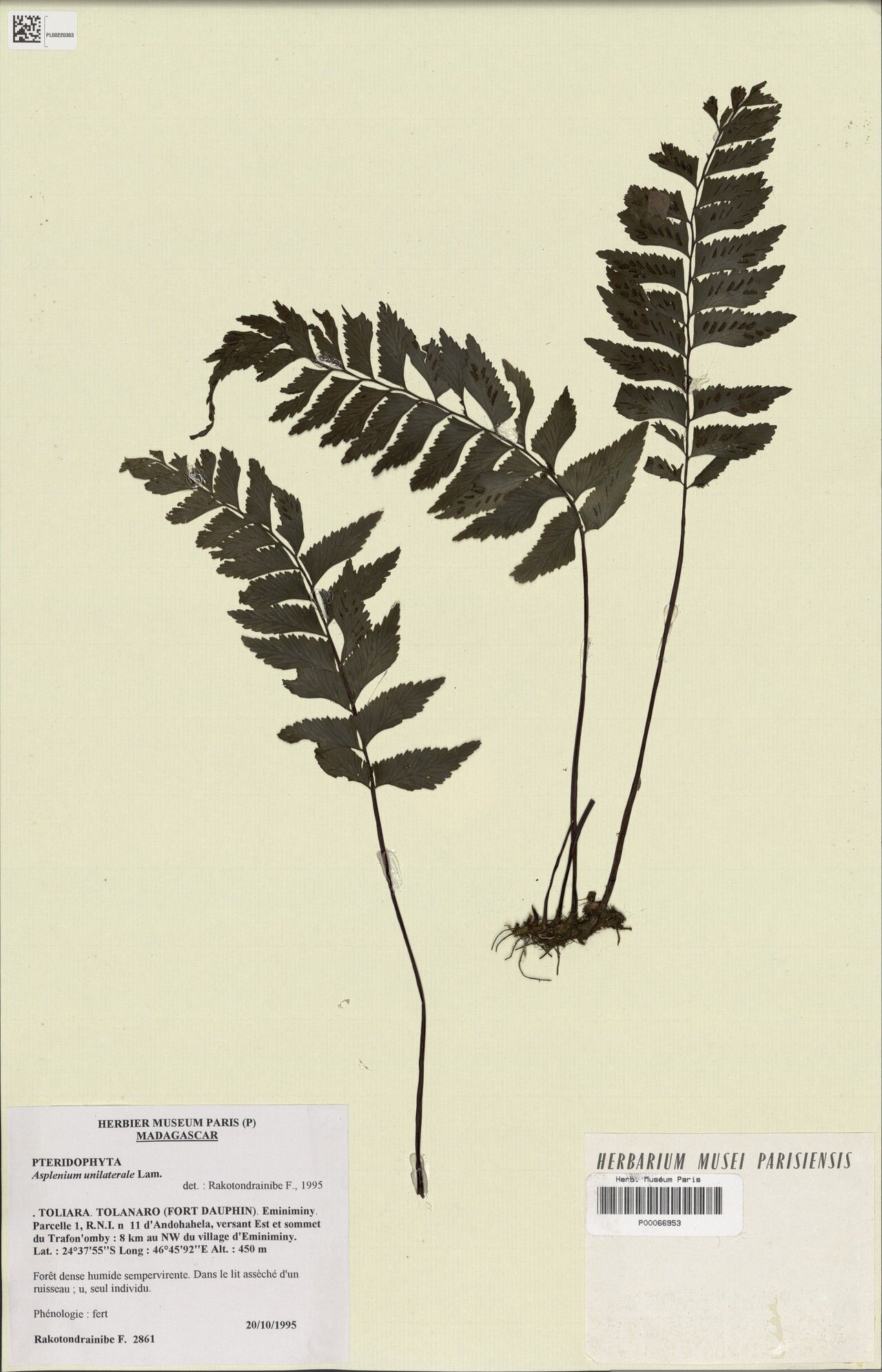 Hymenasplenium andohahelense — related species from the same genus