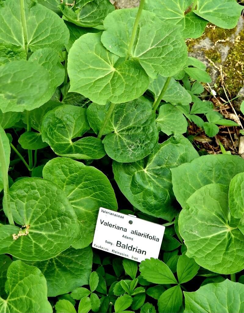 Valeriana alliariifolia