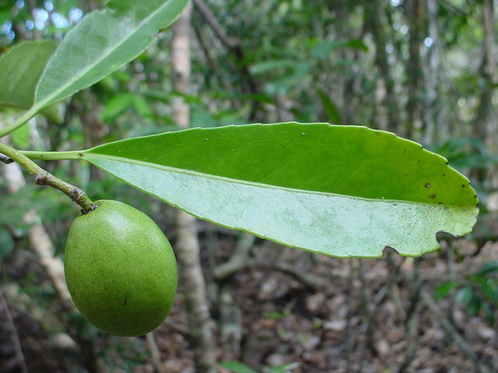 Elaeodendron cunninghamii fruit