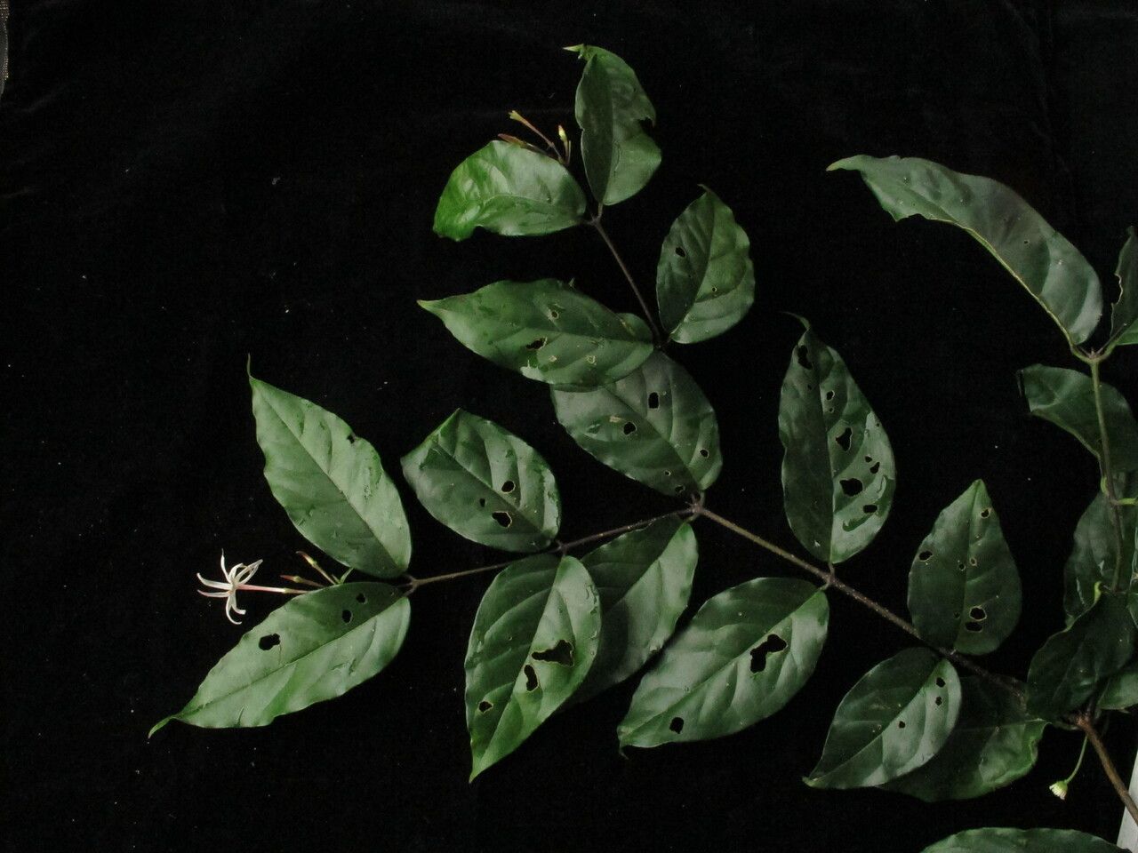 Jasminum nepalense — houseplant care guide