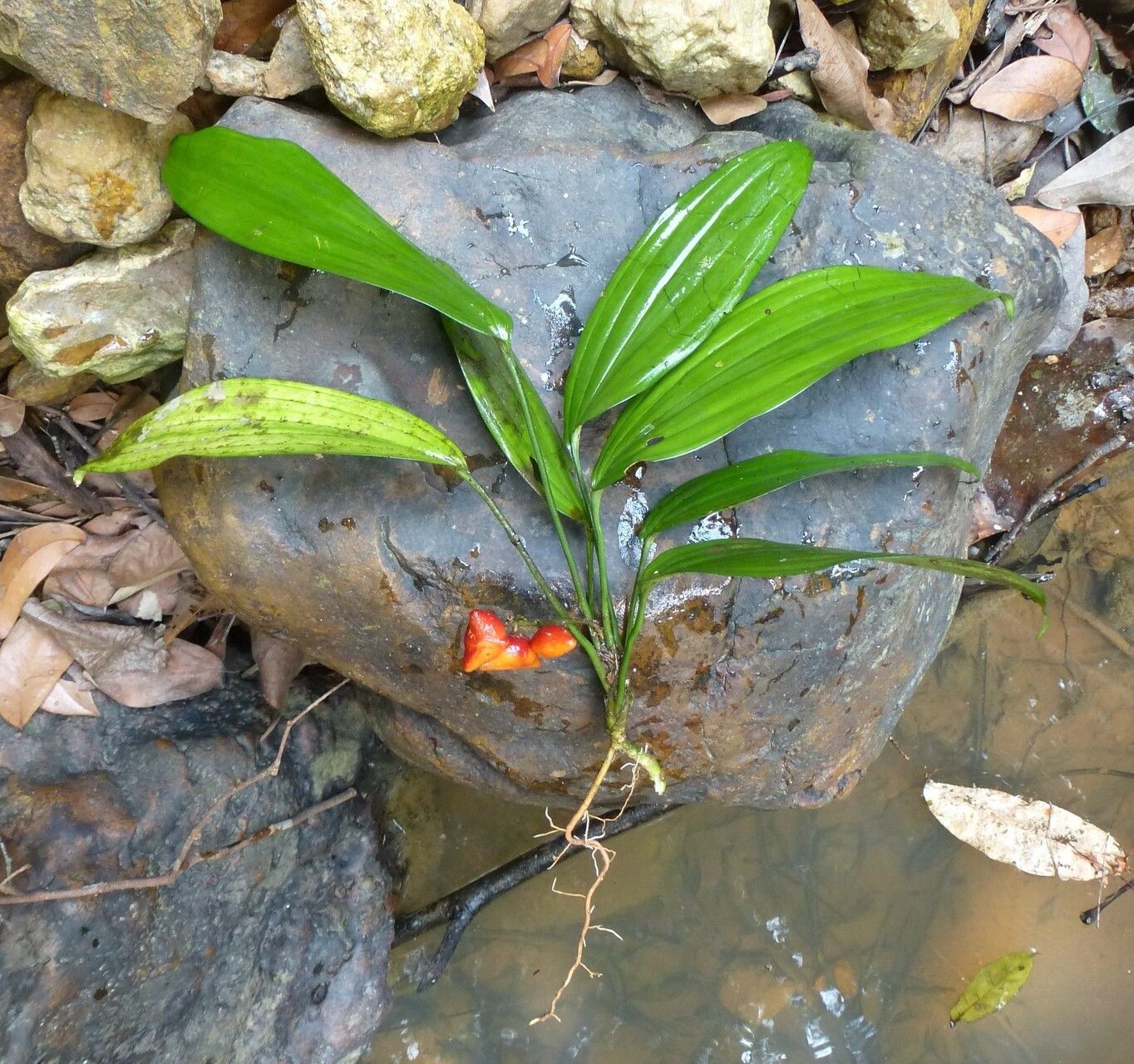 Dracaena praetermissa habit