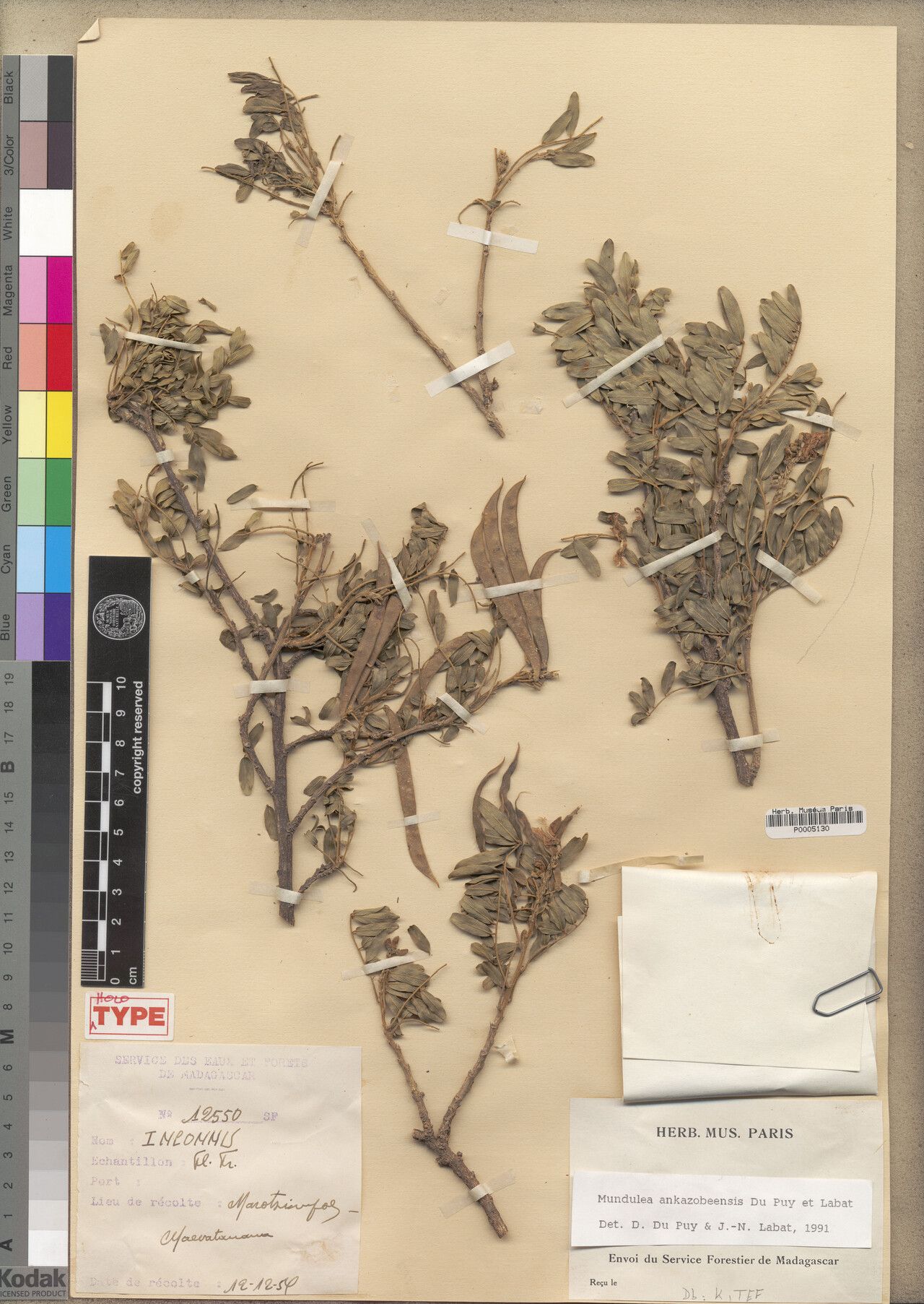 Mundulea ankazobeensis — related species from the same genus