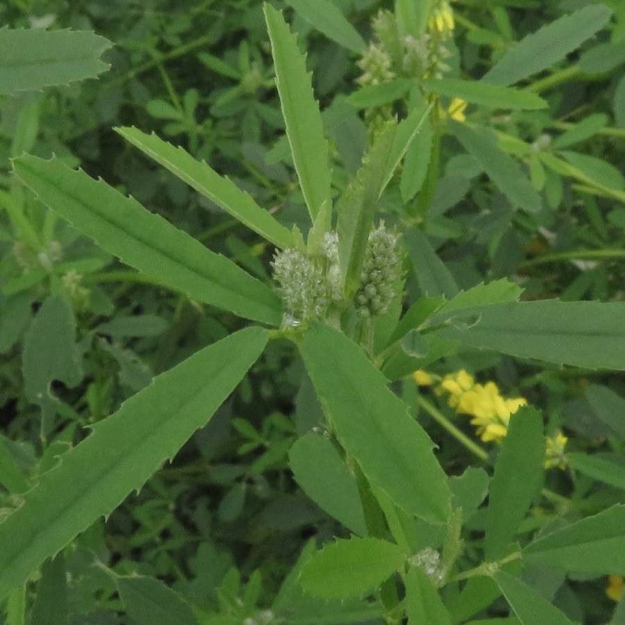 Melilotus altissimus