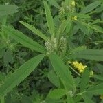 Melilotus altissimus