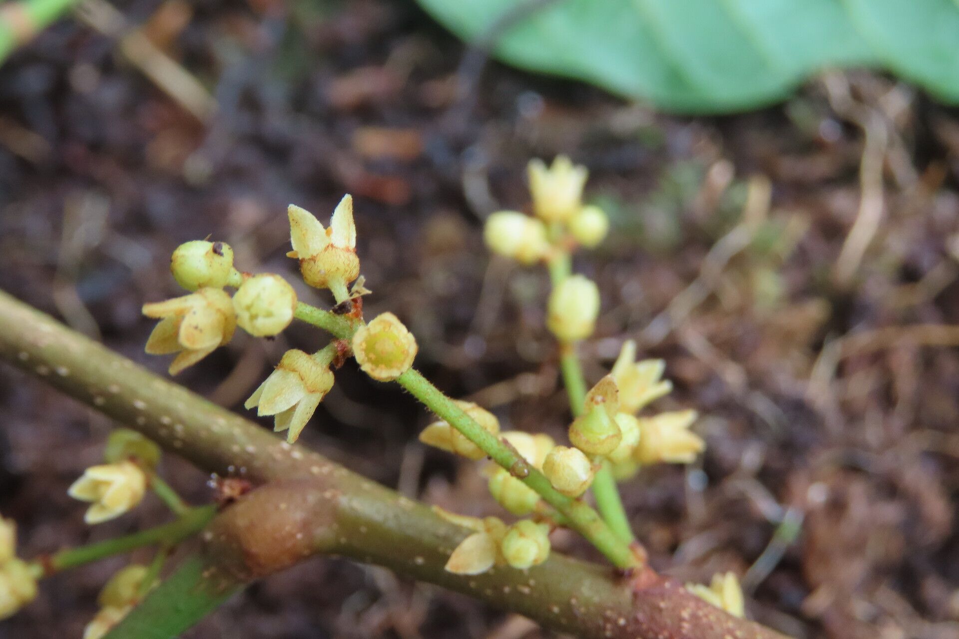 Protium pittieri flower