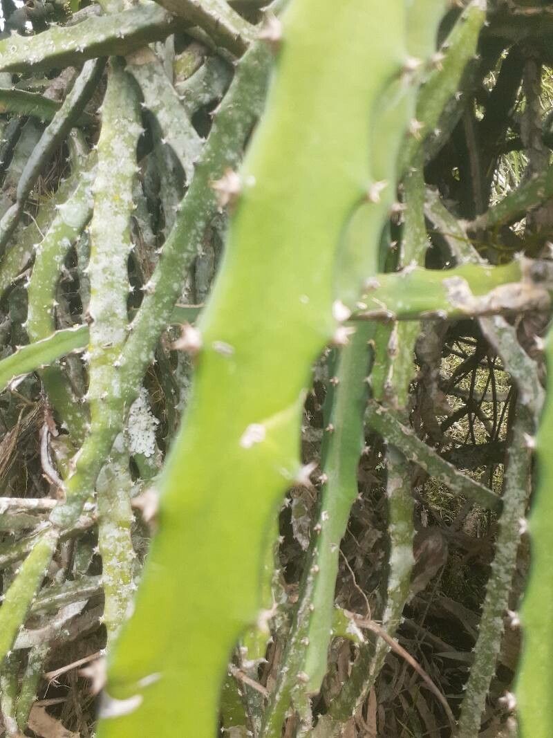 Hylocereus megalanthus