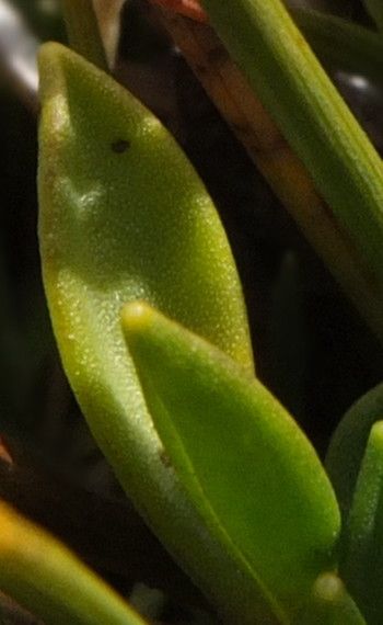 Werneria spathulata — houseplant care guide