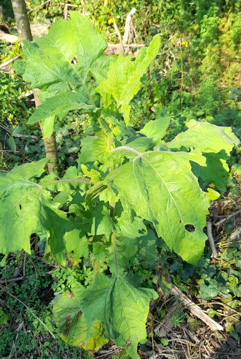 Smallanthus connatus habit
