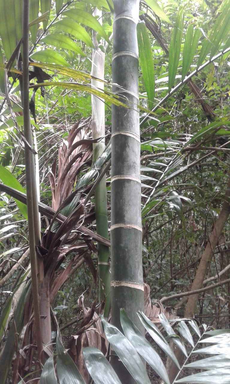 Dypsis lanceolata bark