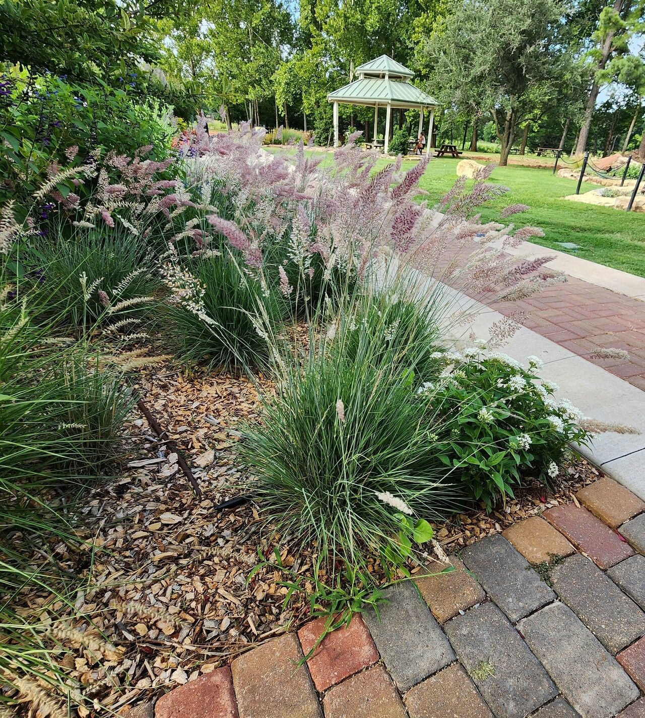 Melinis nerviglumis habit