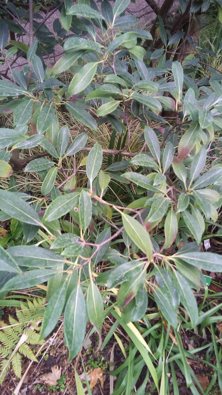Viburnum henryi habit