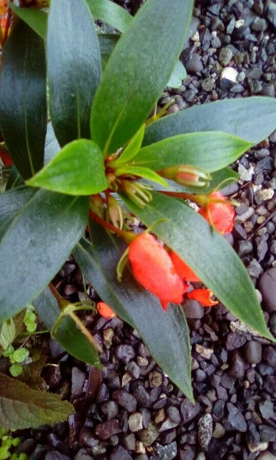 Seemannia sylvatica flower