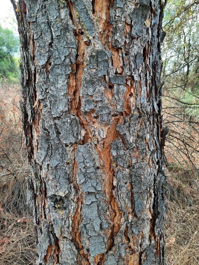 Pinus attenuata bark
