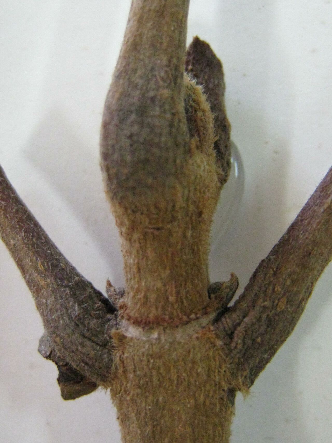 Caryocar villosum — houseplant care guide