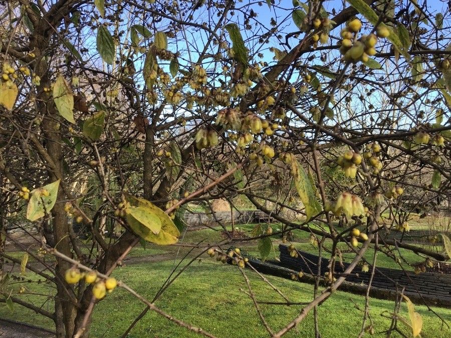 Hamamelis mollis leaf