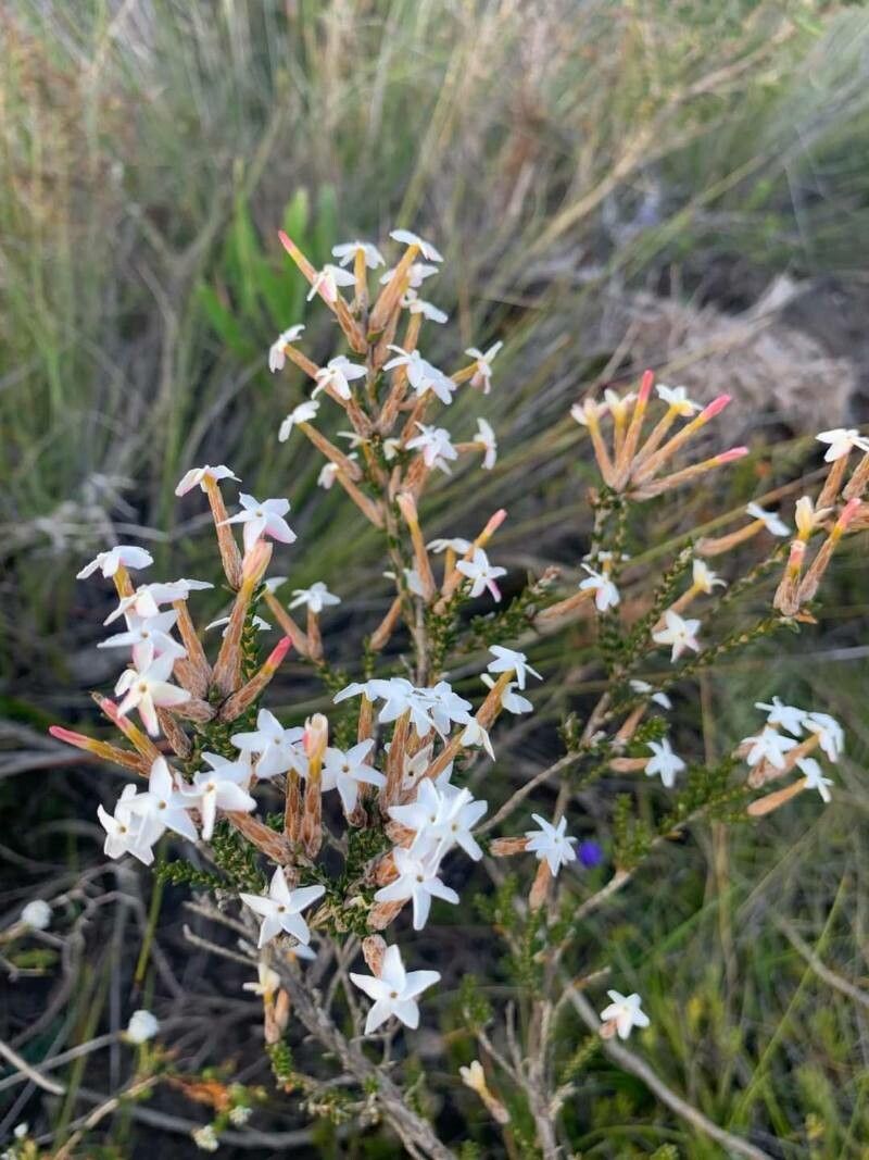 Junellia seriphioides flower