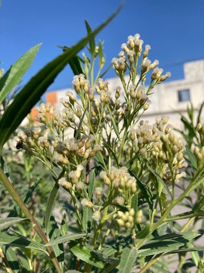 Baccharis salicifolia flower