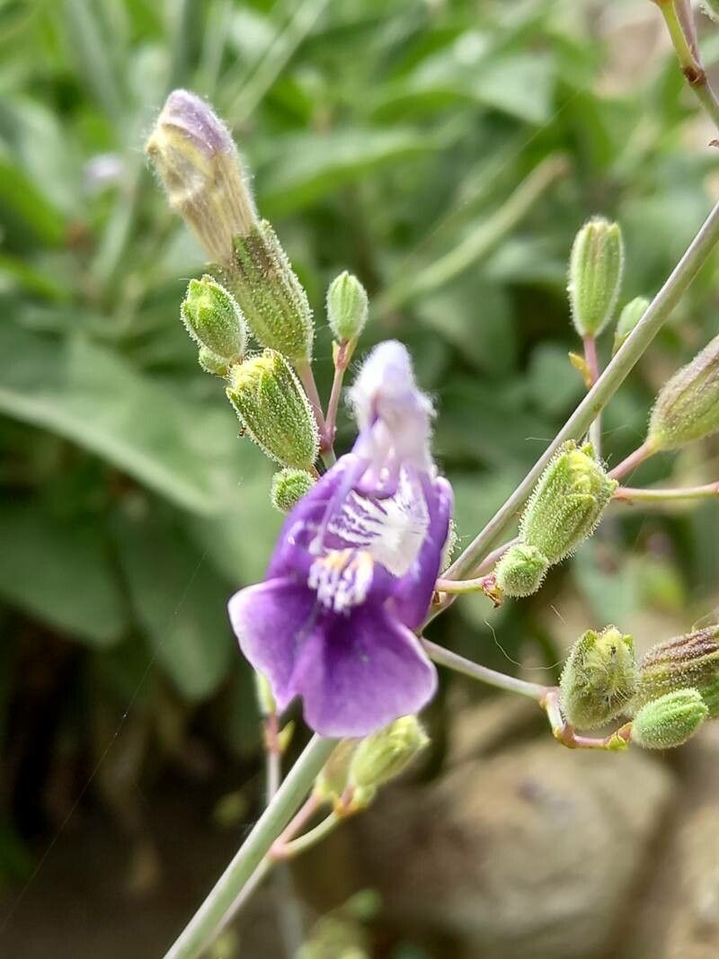 Salvia candelabrum flower