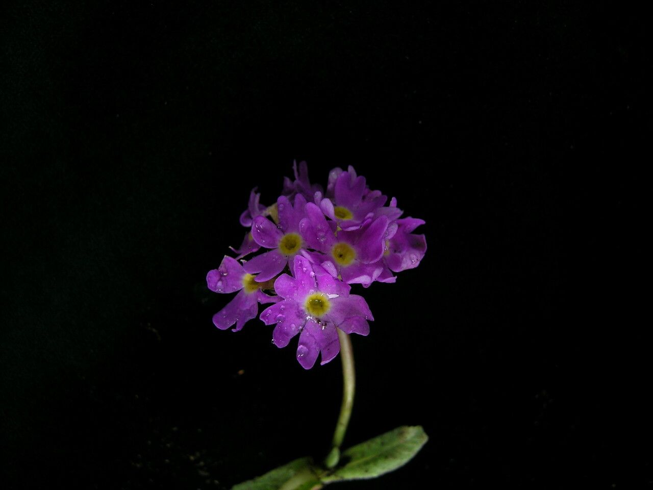 Primula atrodentata — houseplant care guide