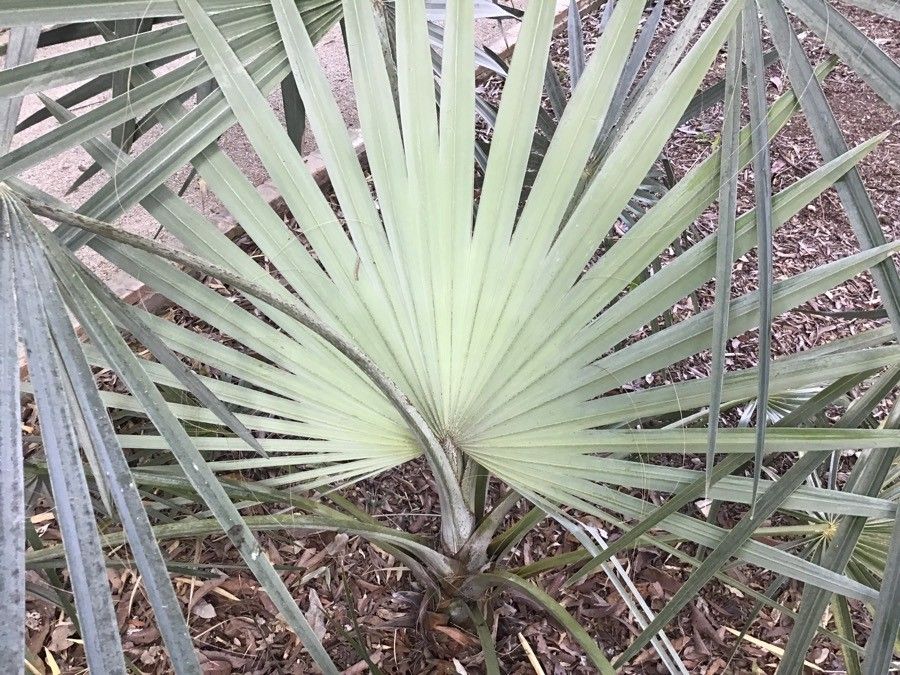 Latania loddigesii leaf