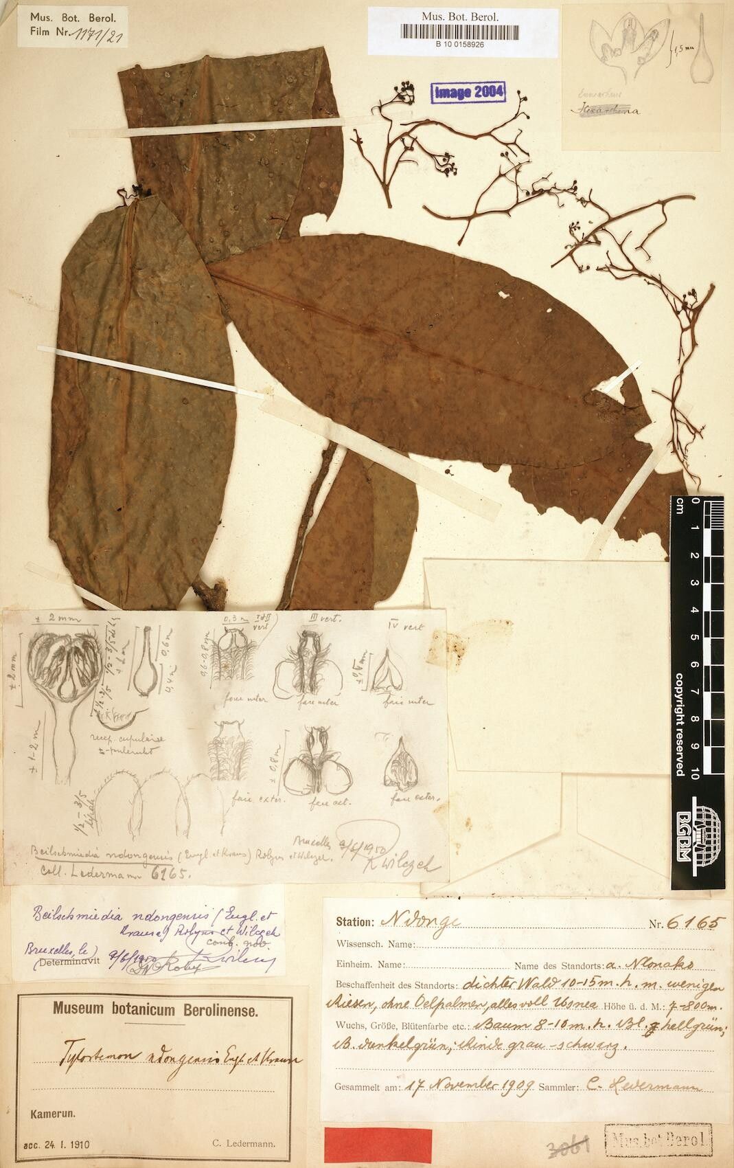 Beilschmiedia ndongensis — houseplant care guide