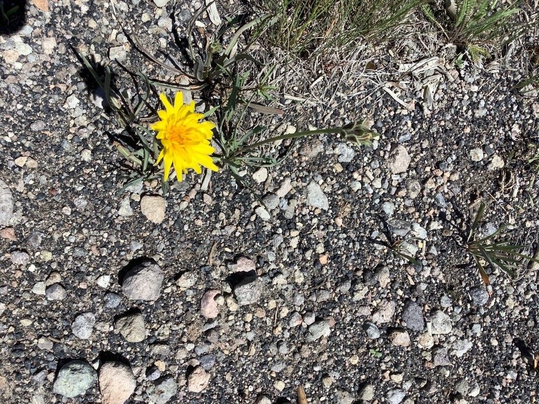 Agoseris glauca flower