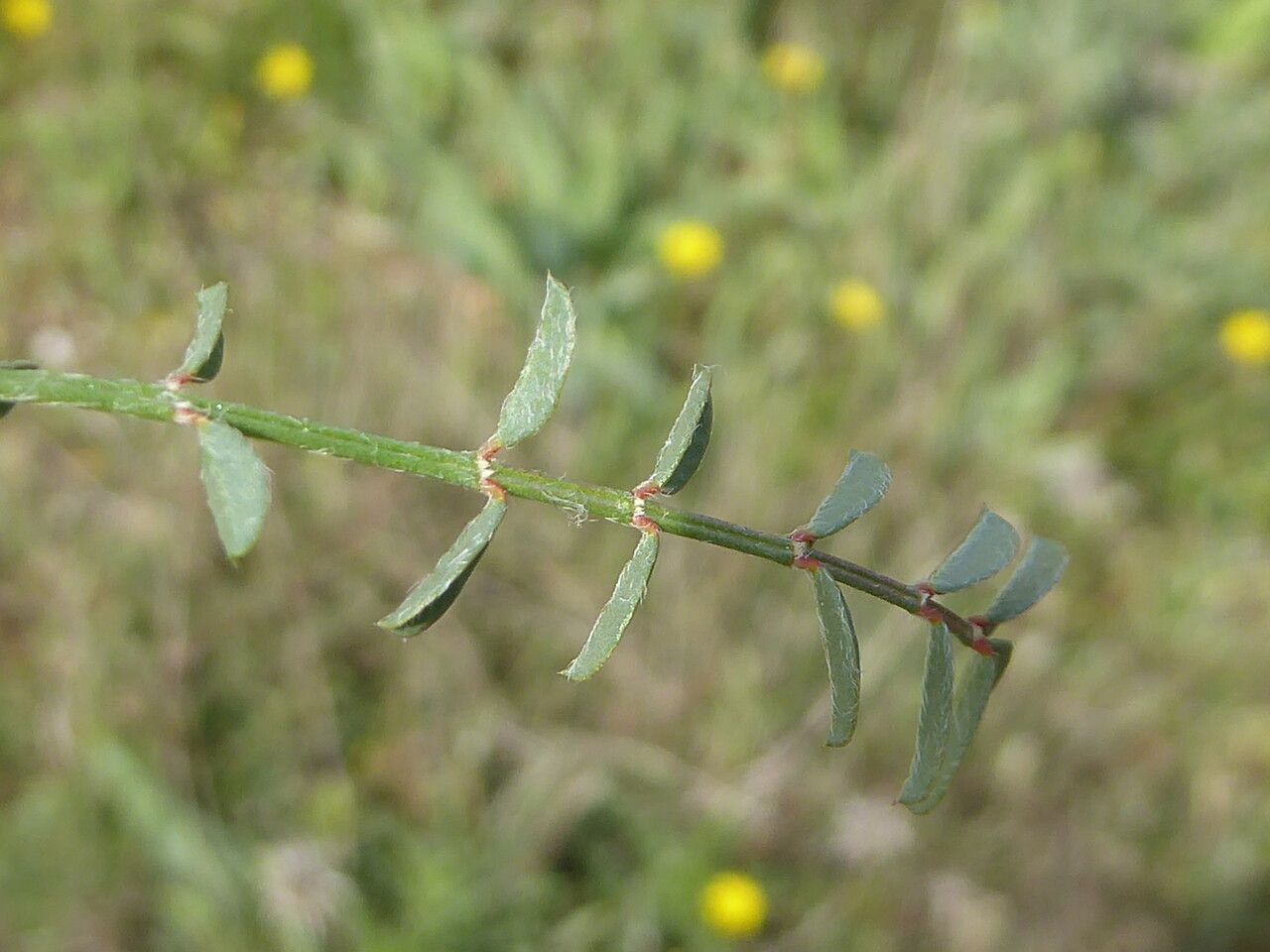 Onobrychis caput-galli leaf