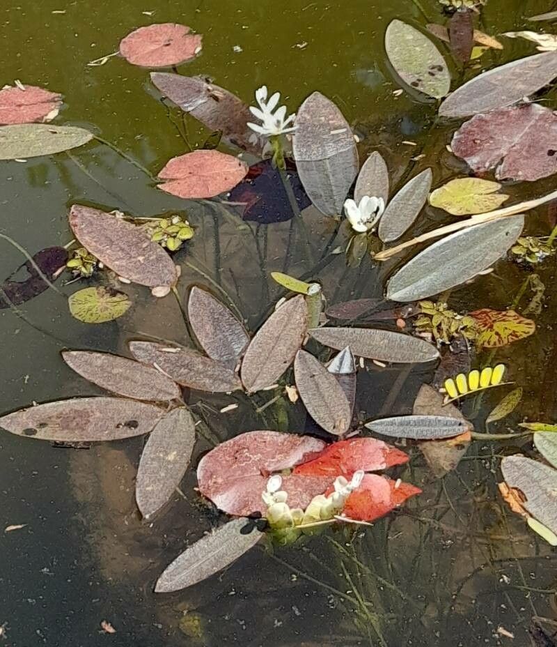 Aponogeton distachyos — houseplant care guide