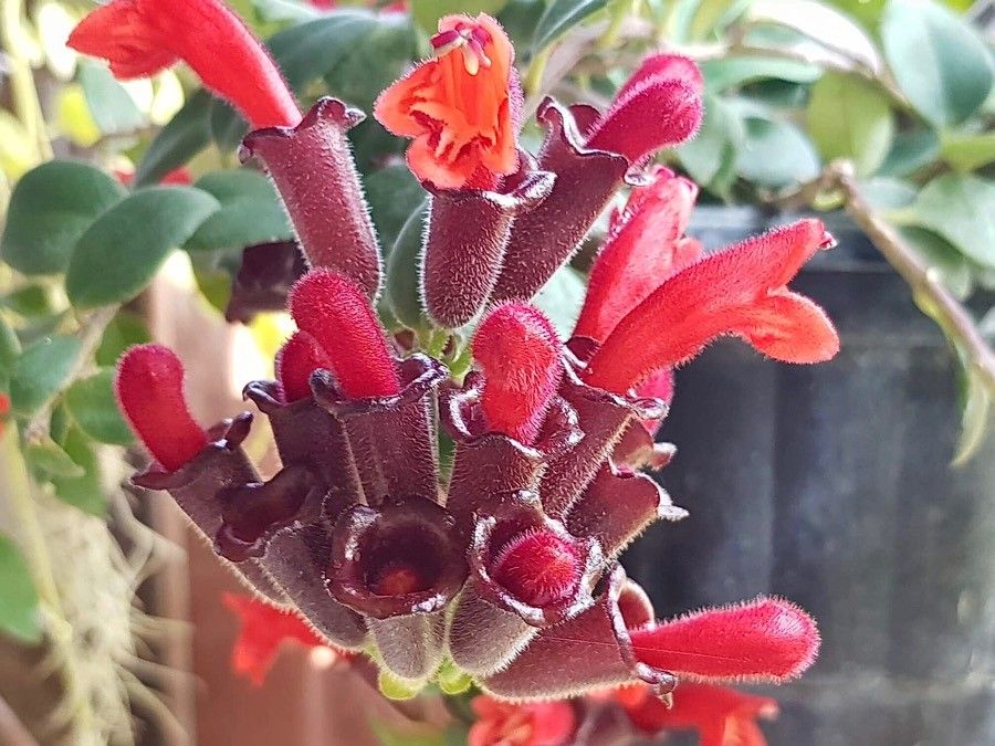 Scutellaria costaricana flower