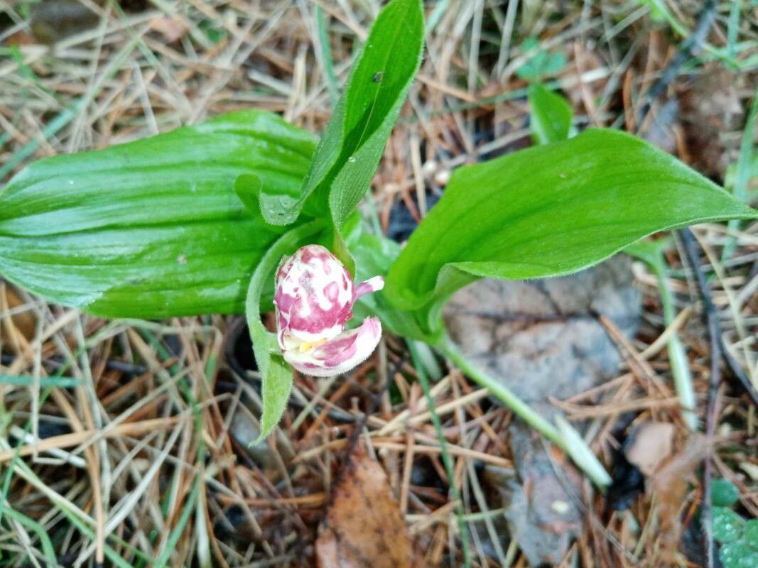 Cypripedium guttatum flower
