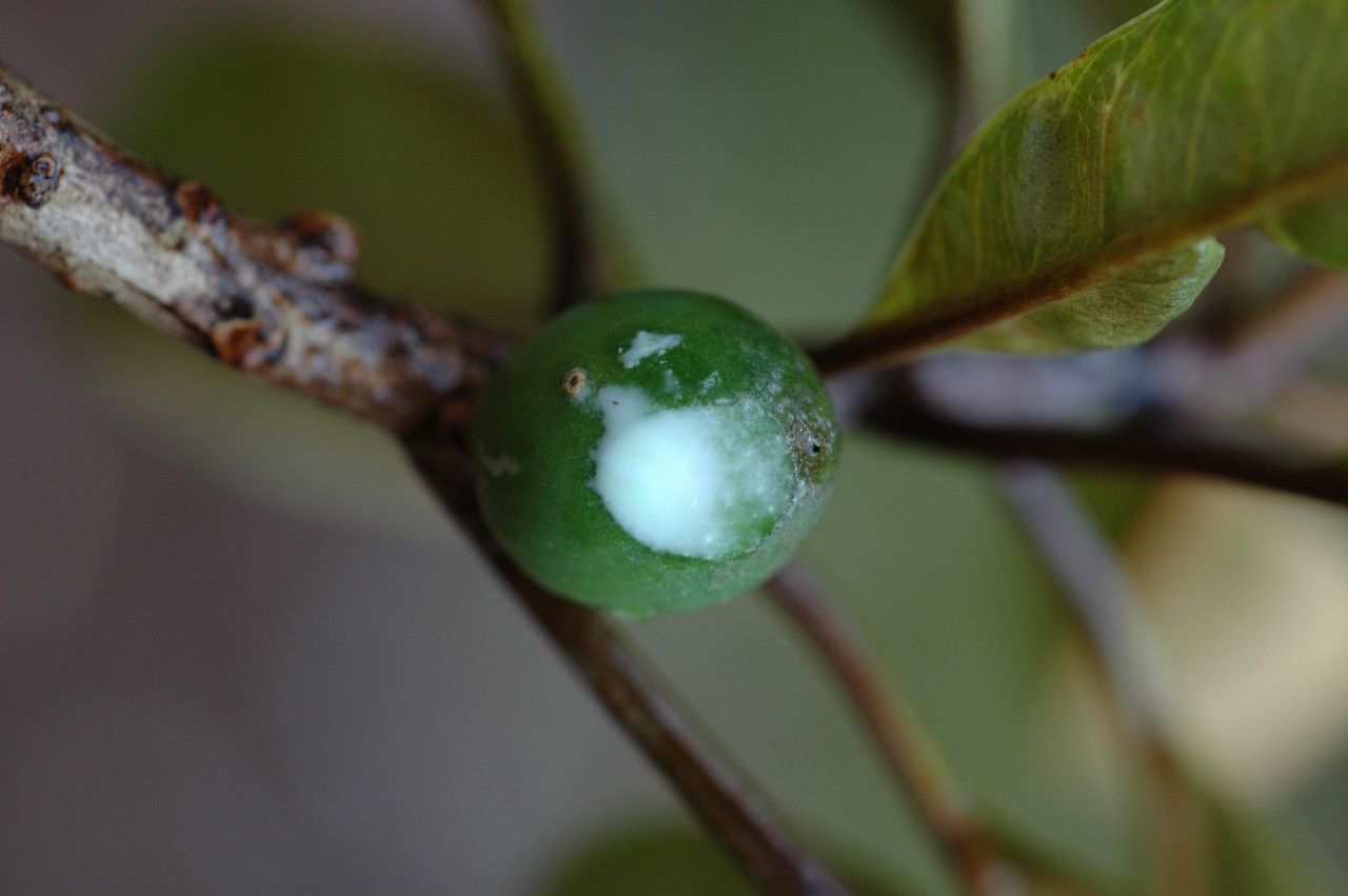 Pycnandra acuminata — houseplant care guide