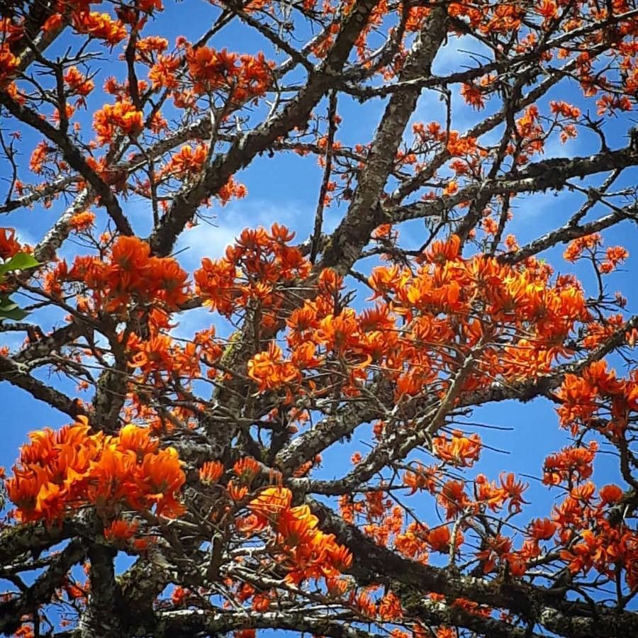 Erythrina poeppigiana flower