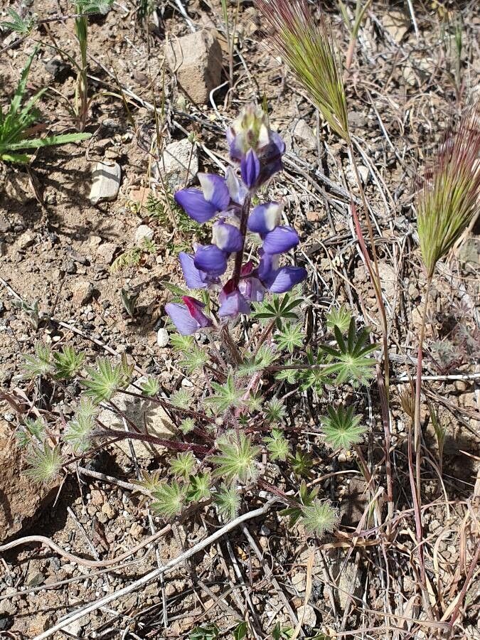 Lupinus spectabilis — search result for 'Lupinus'