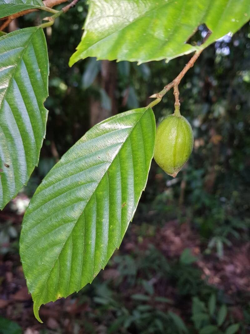 Ticodendron incognitum fruit