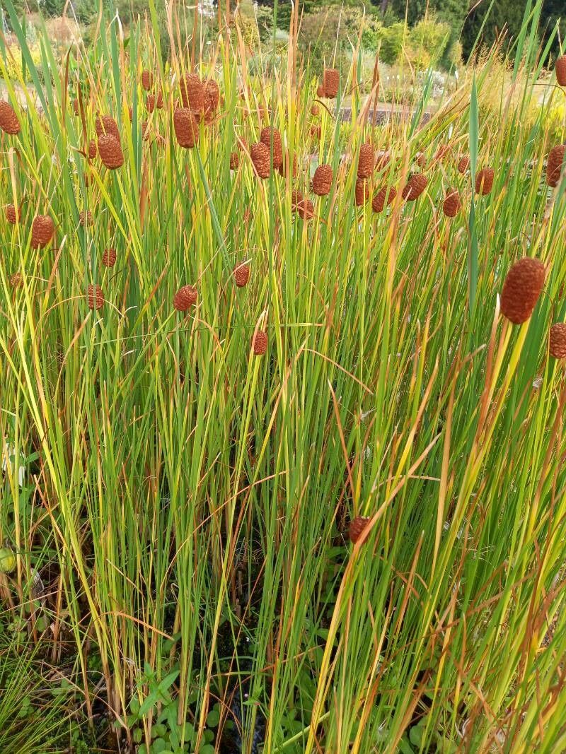 Typha laxmannii habit