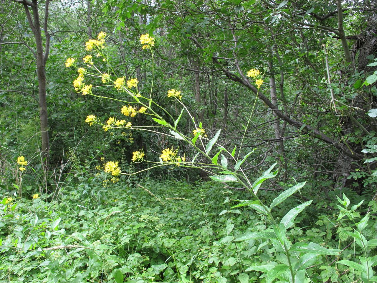 Sisymbrium strictissimum habit