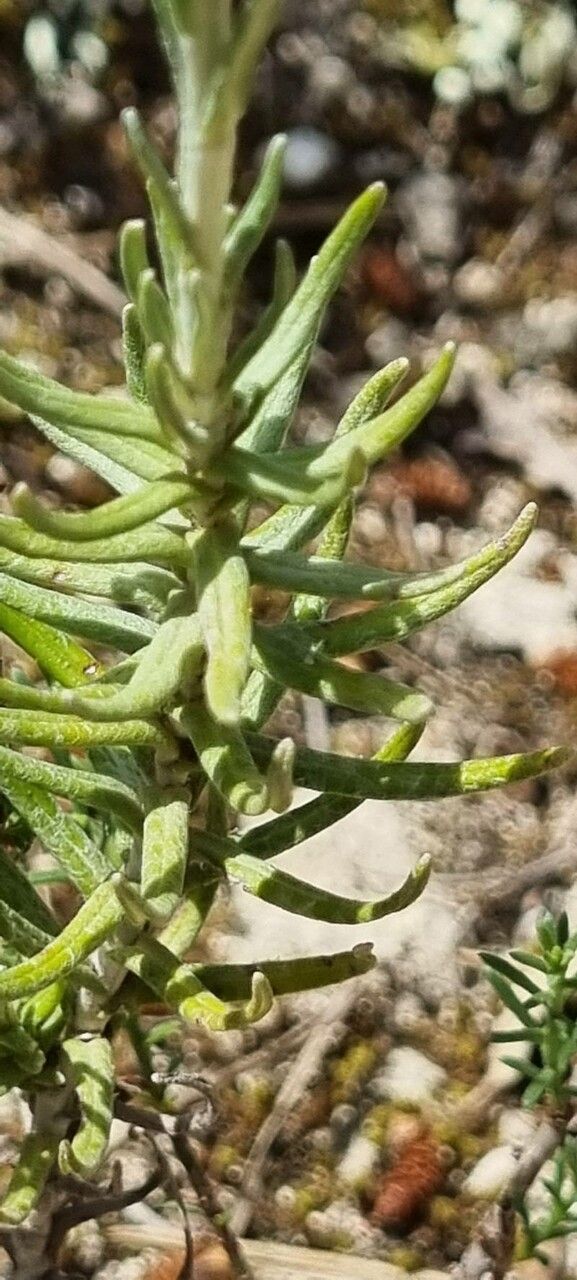 Helichrysum pendulum bark