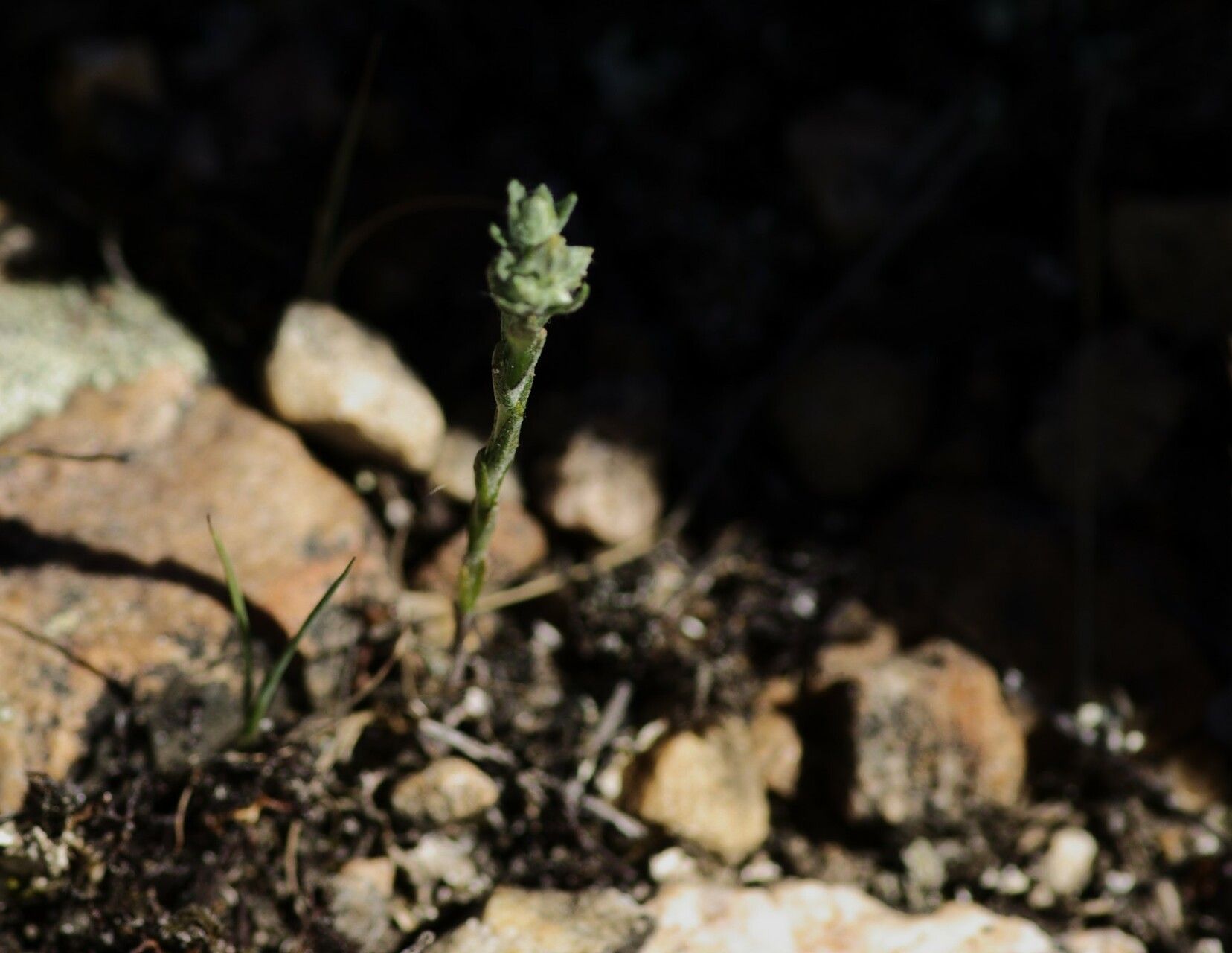 Logfia minima — search result for 'Filago'