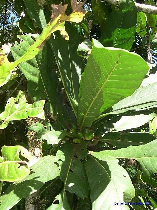 Ficus otophoroides habit