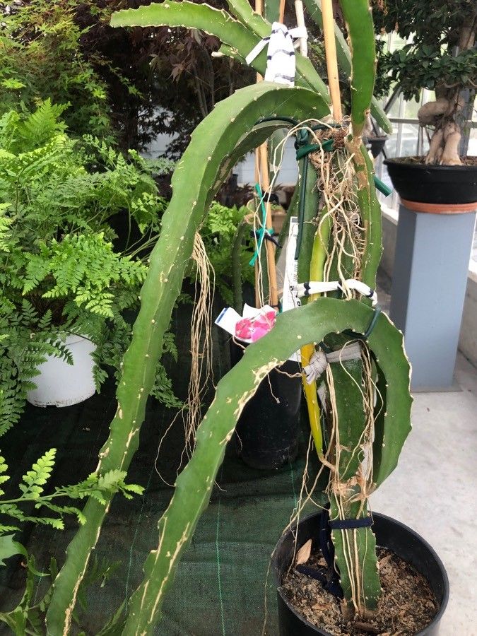 Hylocereus monacanthus