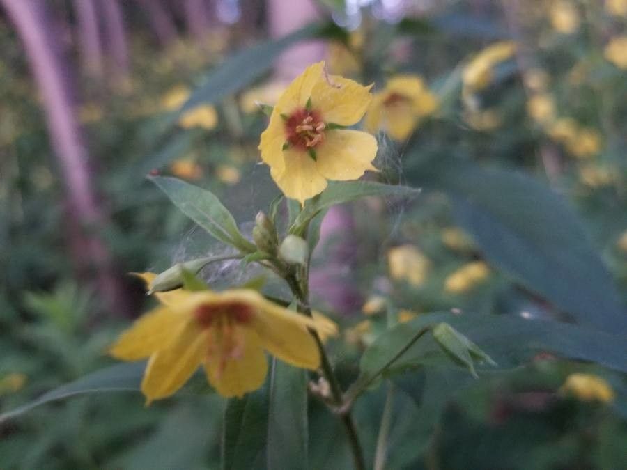 Lysimachia lanceolata flower