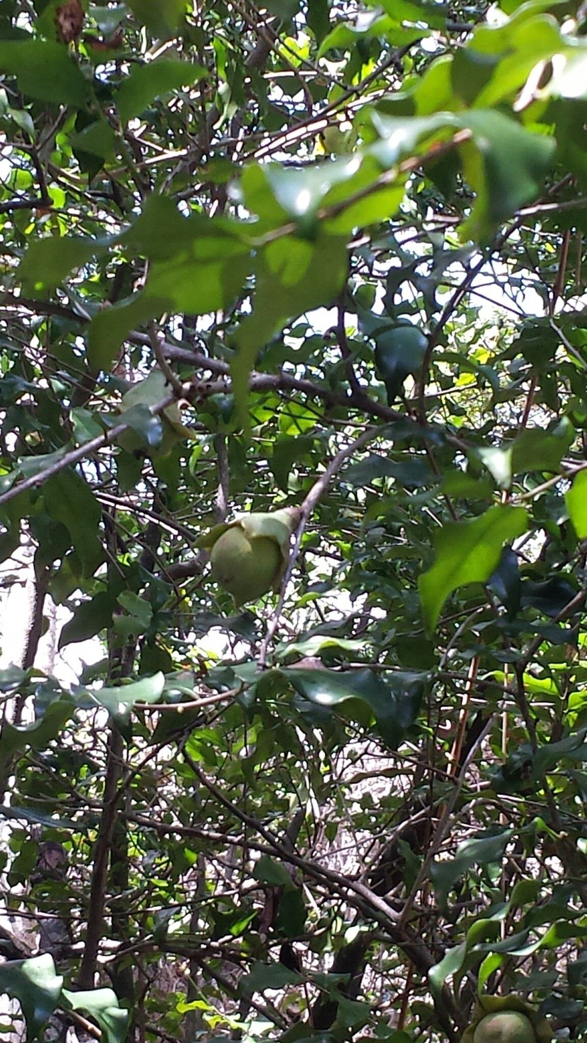 Diospyros comorensis — houseplant care guide