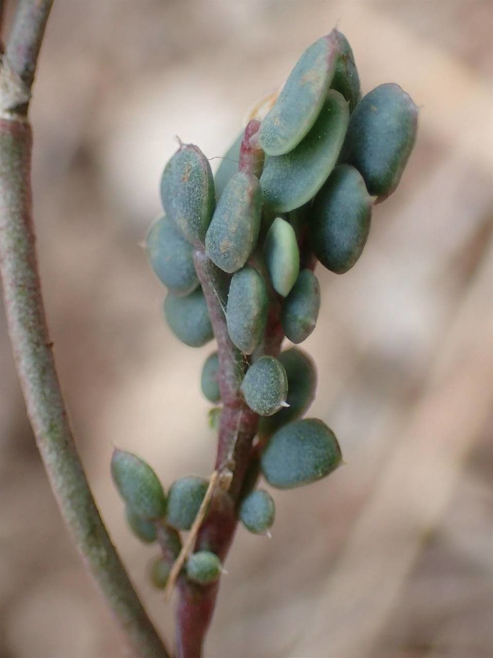Coronilla vaginalis fruit