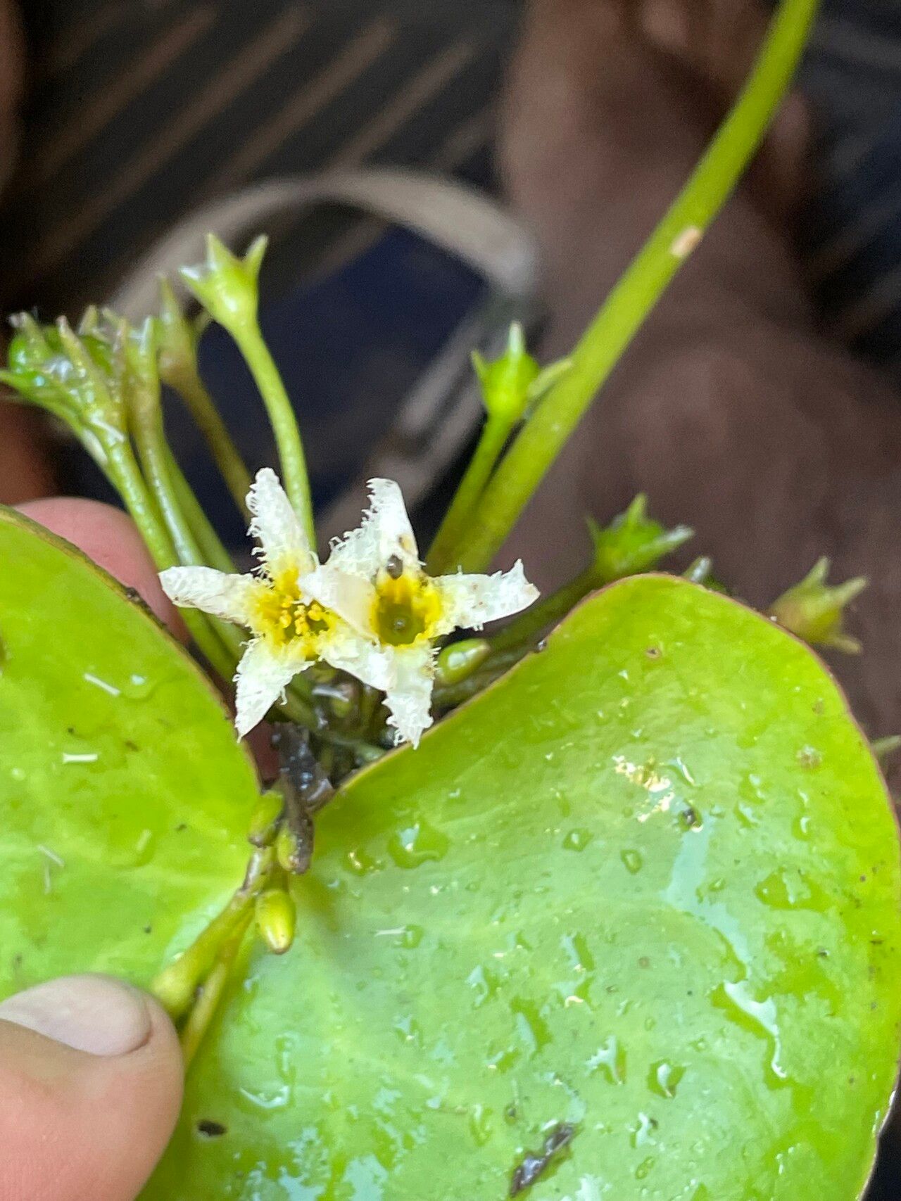 Nymphoides brevipedicellata flower