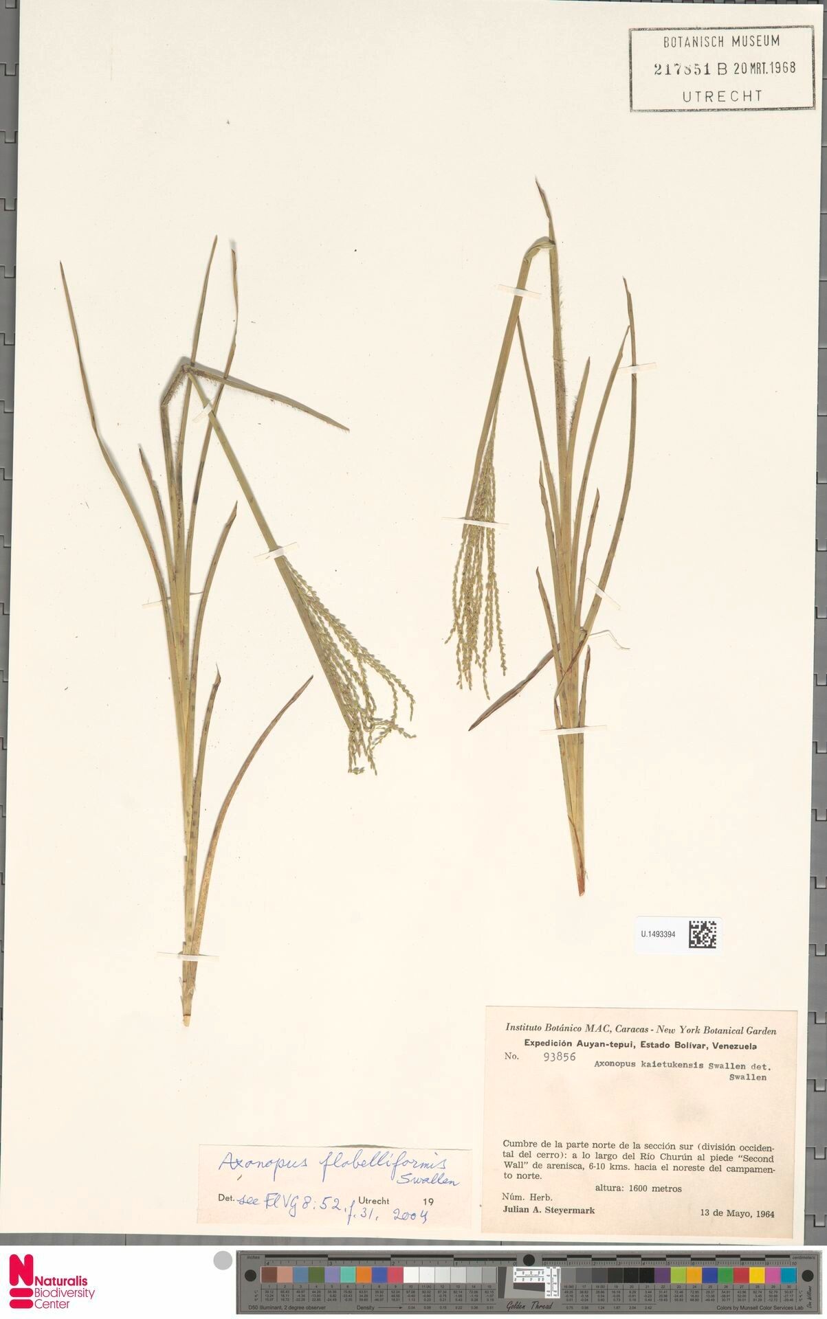 Axonopus flabelliformis fruit