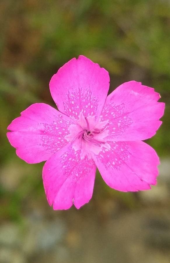 Dianthus diffusus flower