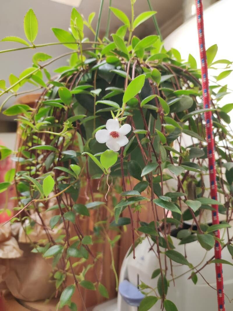 Codonanthopsis crassifolia — related species from the same genus