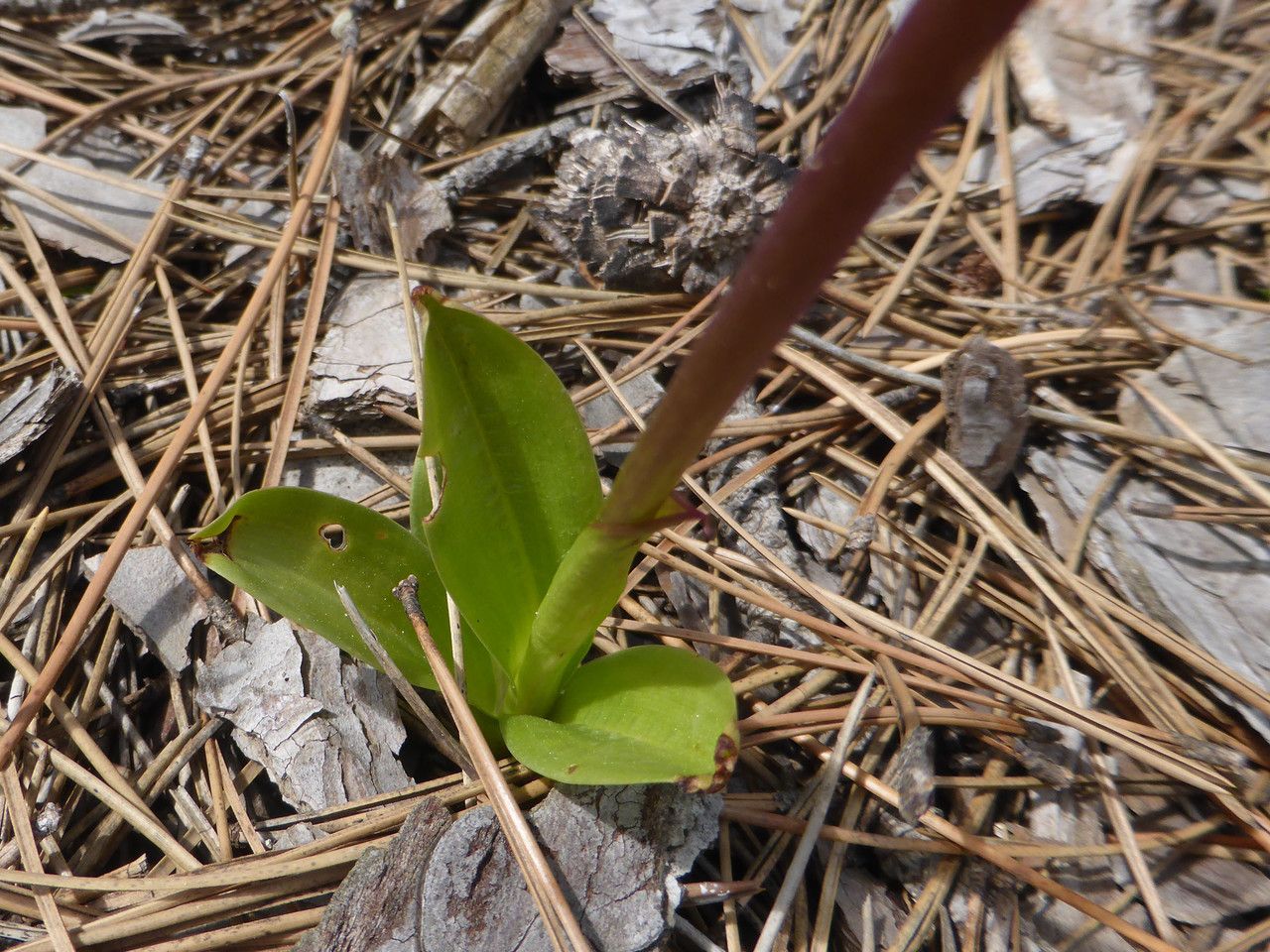 Orchis spitzelii — search result for 'Albania'