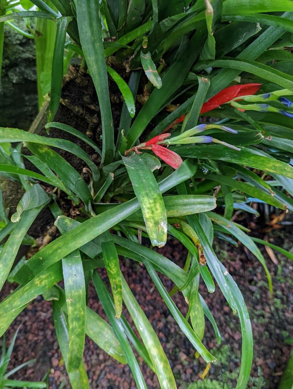 Billbergia buchholtzii